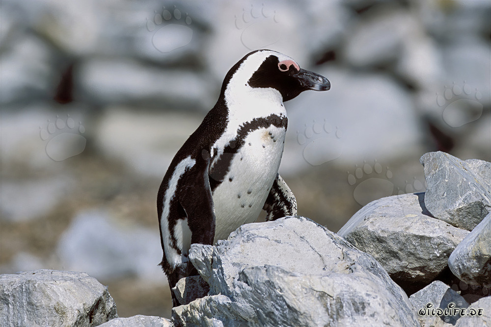 Pinguino del Capo (Spheniscus demersus)