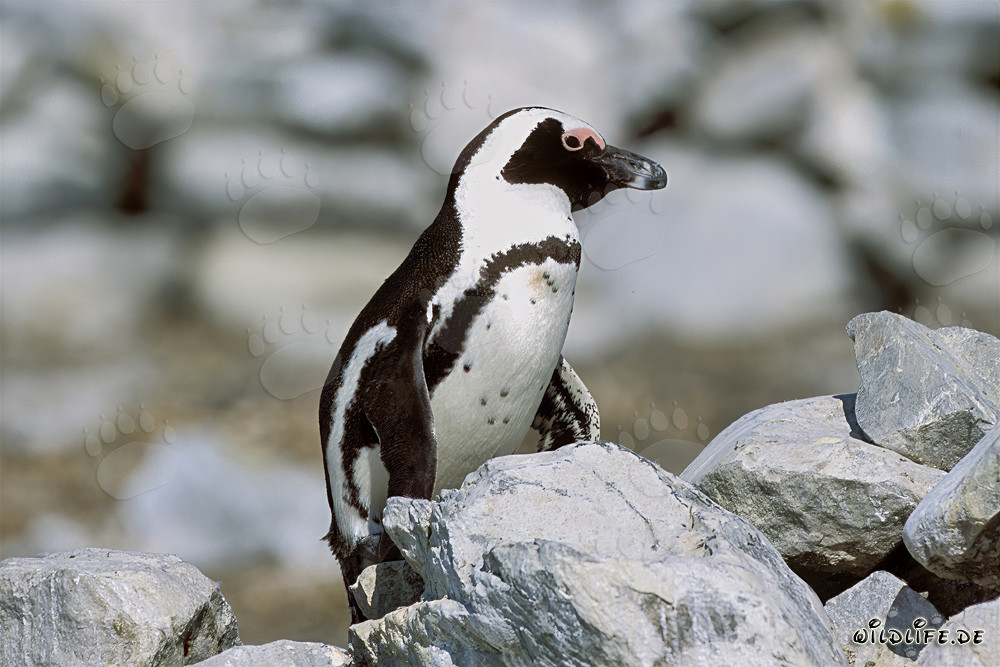 African penguin (Spheniscus demersus) on the protected Dyer Island