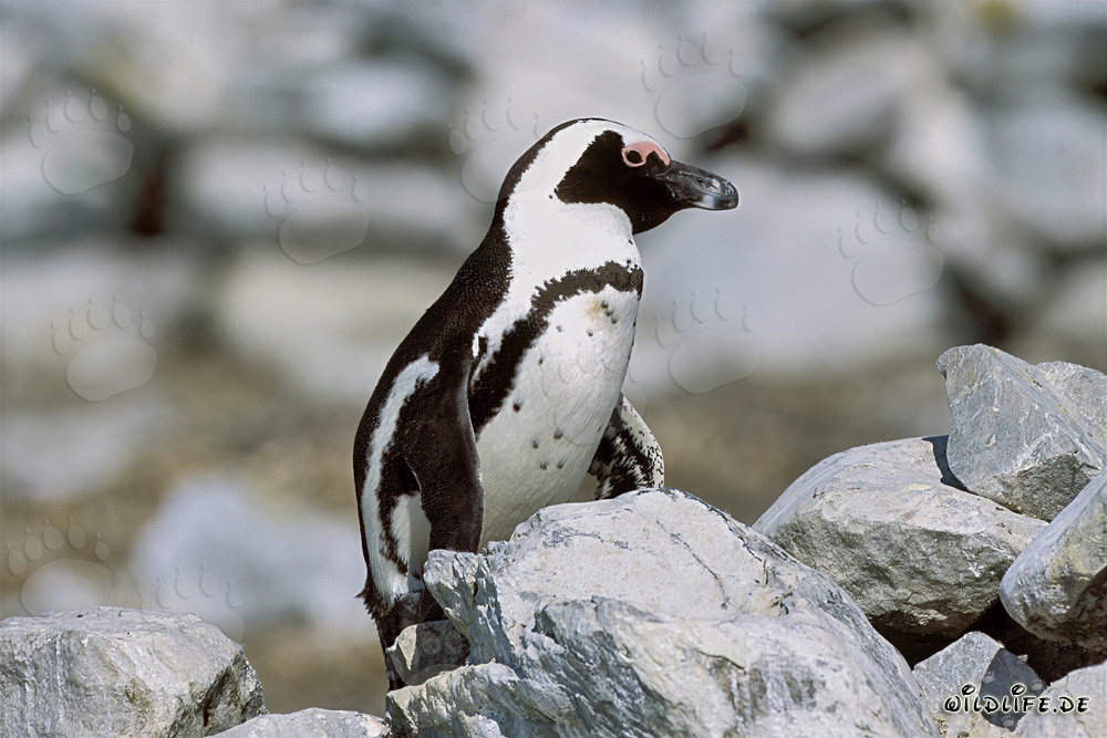 Brillenpinguin (Spheniscus demersus) auf der geschützten Dyer Island