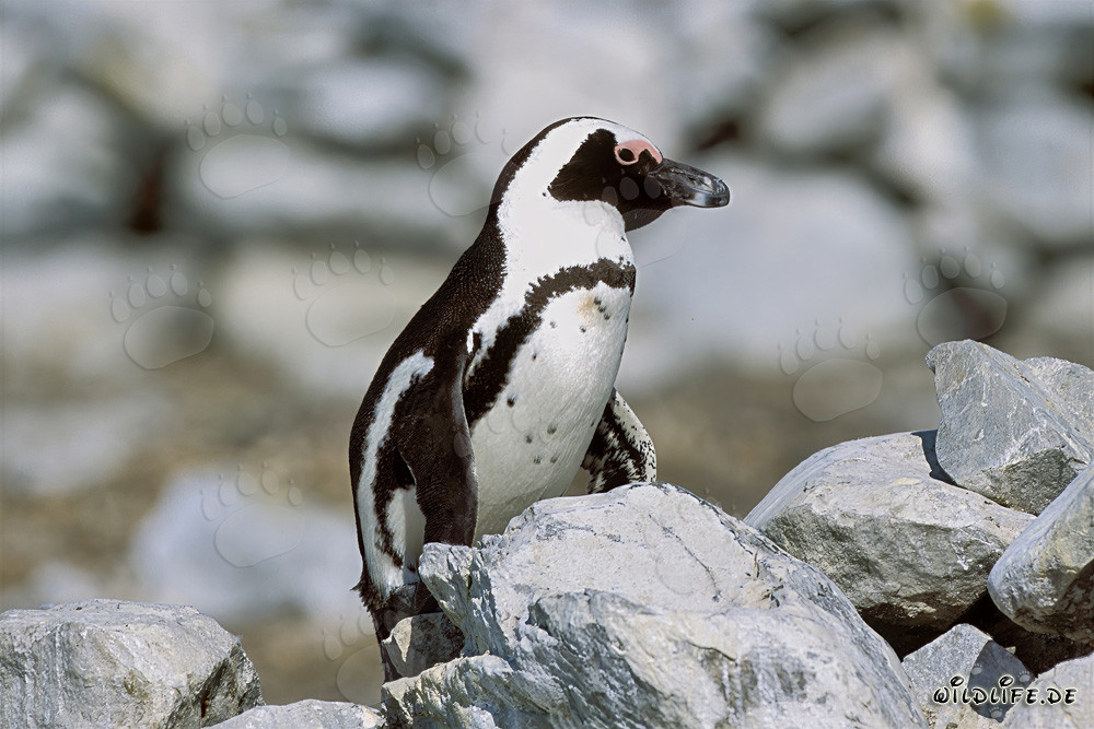 Manchot du Cap (Spheniscus demersus) sur l'île protégée de Dyer