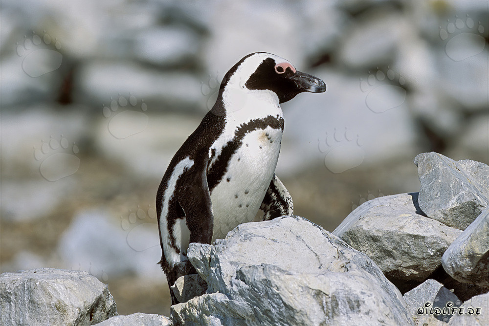 Pingüino de El Cabo (Spheniscus demersus) en la protegida Isla Dyer