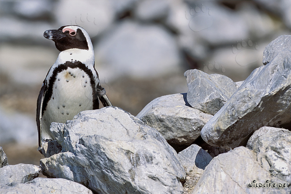 African penguin (Spheniscus demersus) on Dyer Island, South Africa
