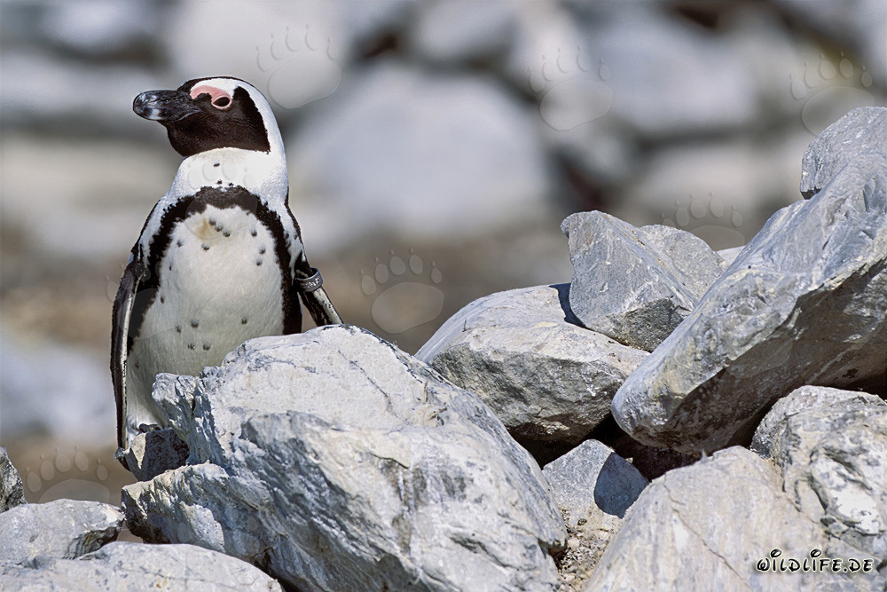 Brillenpinguin (Spheniscus demersus) auf Dyer Island, Südafrika