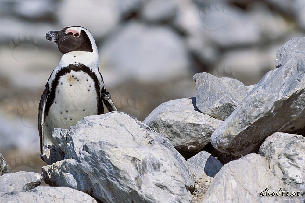Pingouin du Cap (Spheniscus demersus) sur l'île de Dyer, Afrique du Sud