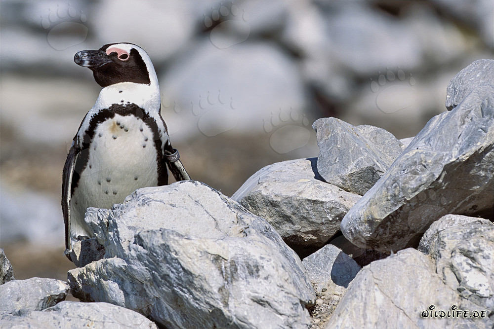 Pinguino del Capo (Spheniscus demersus) sull'isola di Dyer, Sudafrica