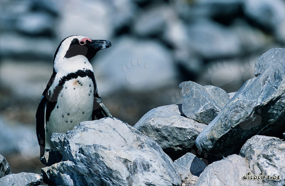Brillenpinguin (Spheniscus demersus) in der Natur Südafrikas