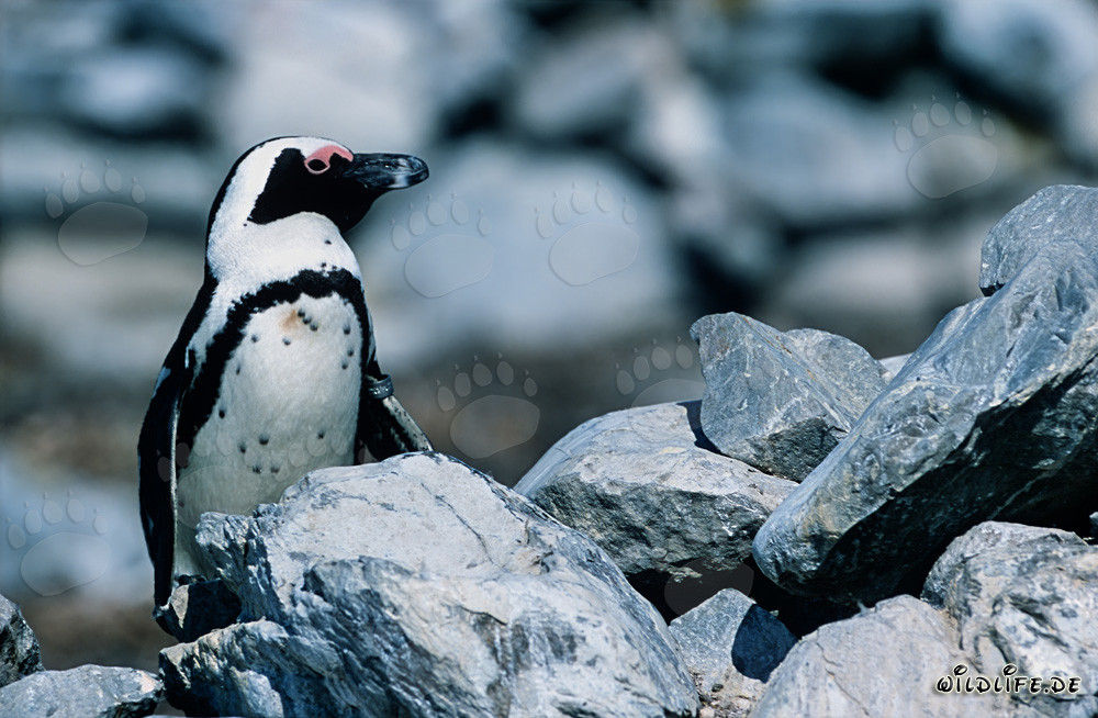 Manchot du Cap (Spheniscus demersus) dans la nature d'Afrique du Sud