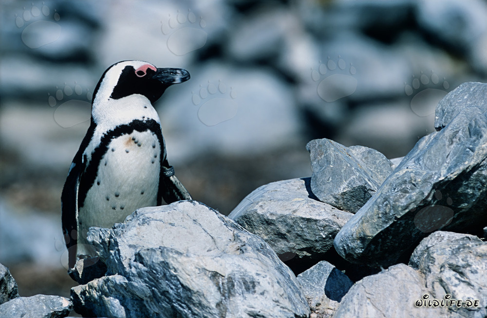 Pingüino de El Cabo (Spheniscus demersus) en la naturaleza de Sudáfrica