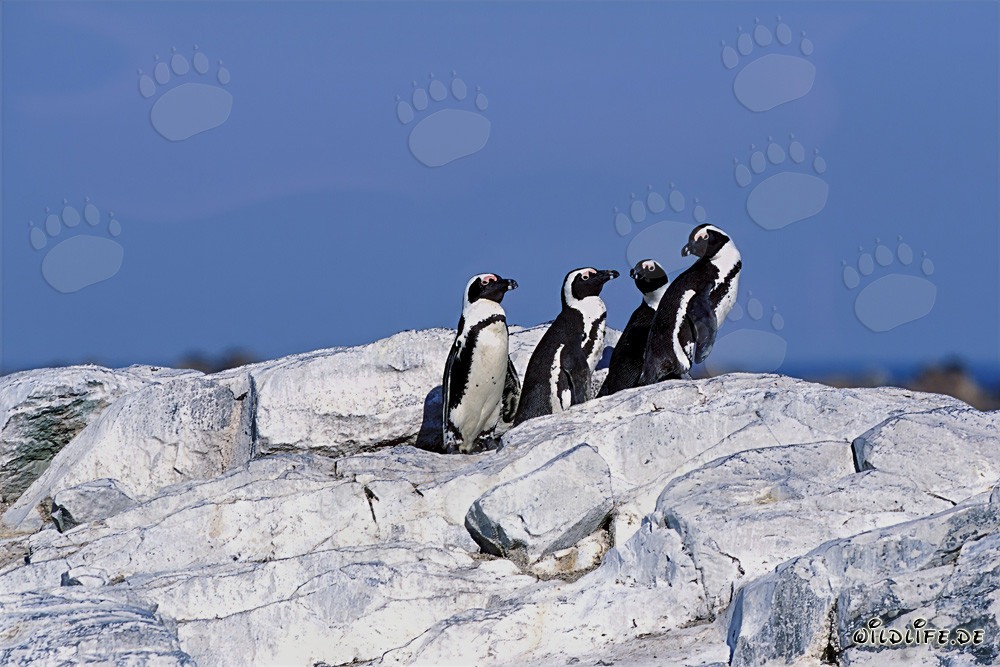 African Penguins (Spheniscus demersus)
