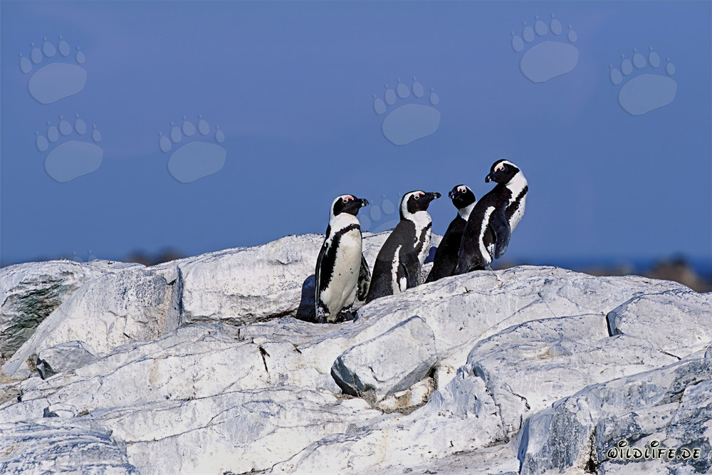 Brillenpinguine (Spheniscus demersus)