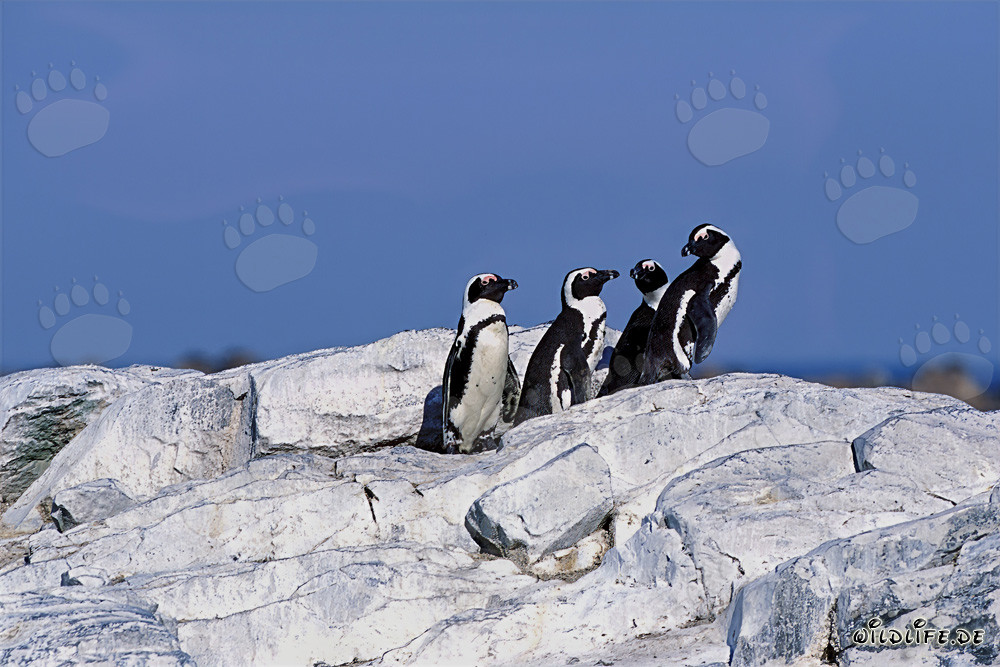 Pingouins du Cap (Spheniscus demersus)