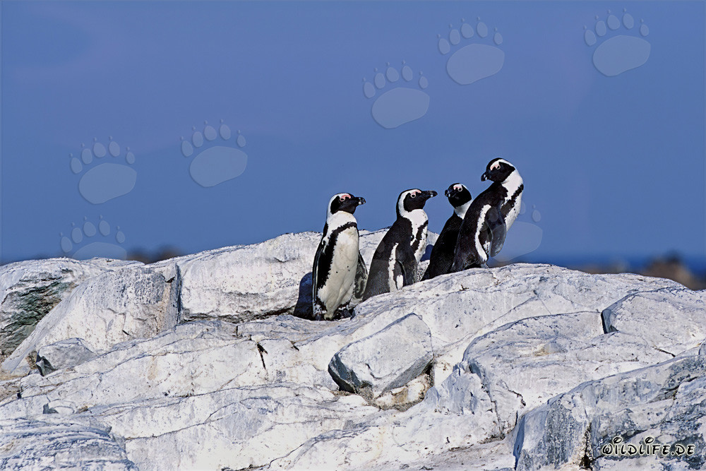 Pinguini del Capo (Spheniscus demersus)
