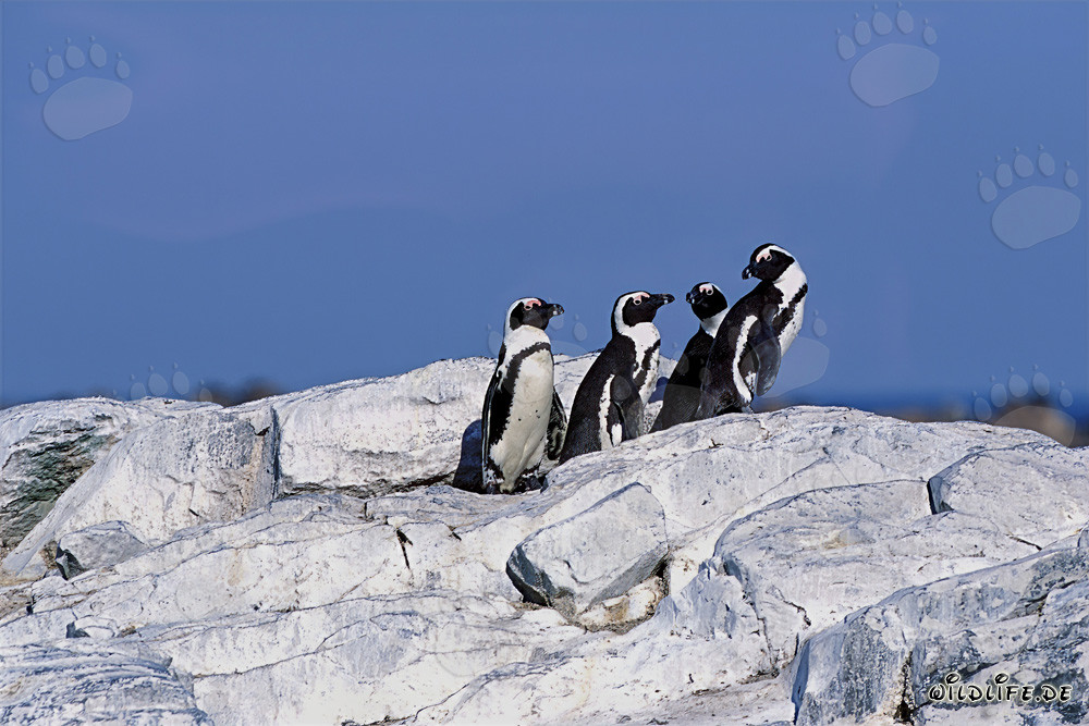 Pingüinos del Cabo (Spheniscus demersus)