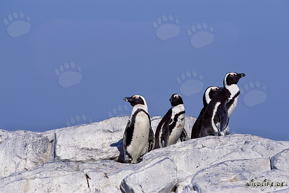 African Penguins on the protected Dyer Island in South Africa