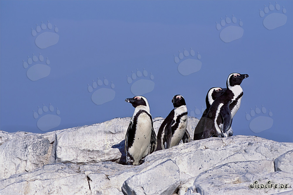 Brillenpinguine auf der geschützten Dyer Island in Südafrika