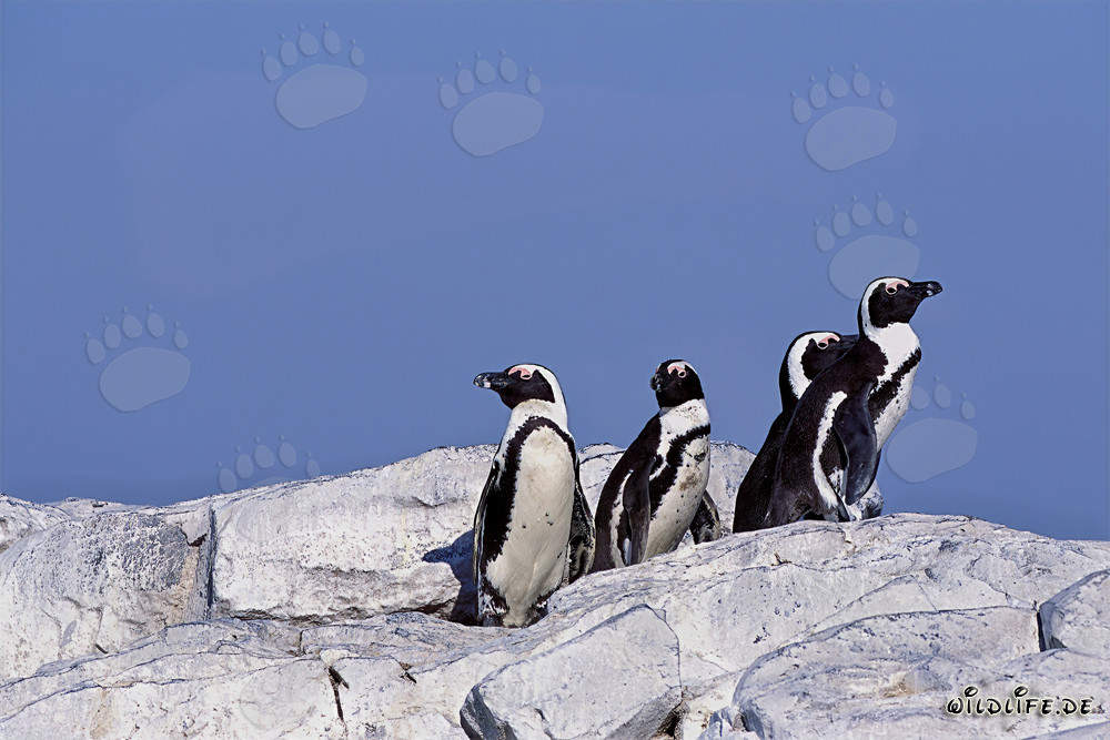 Pingüinos de anteojos en la protegida Isla Dyer en Sudáfrica