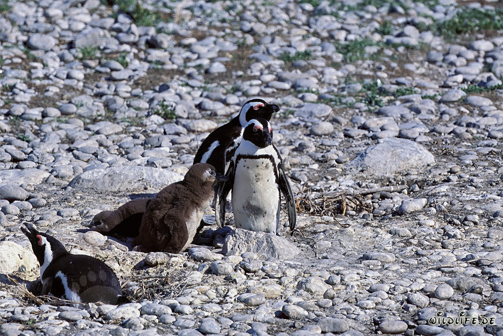 African Penguin Family on Dyer Island in South Africa