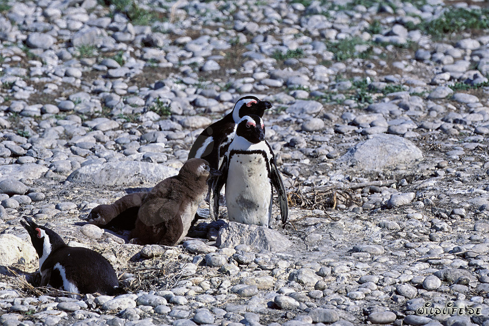 Brillenpinguinfamilie auf Dyer Island in Südafrika