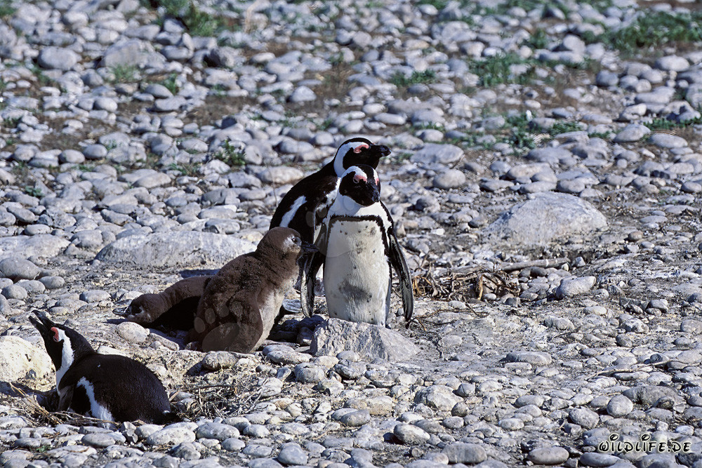 Famiglia di pinguini dal becco su Dyer Island in Sudafrica