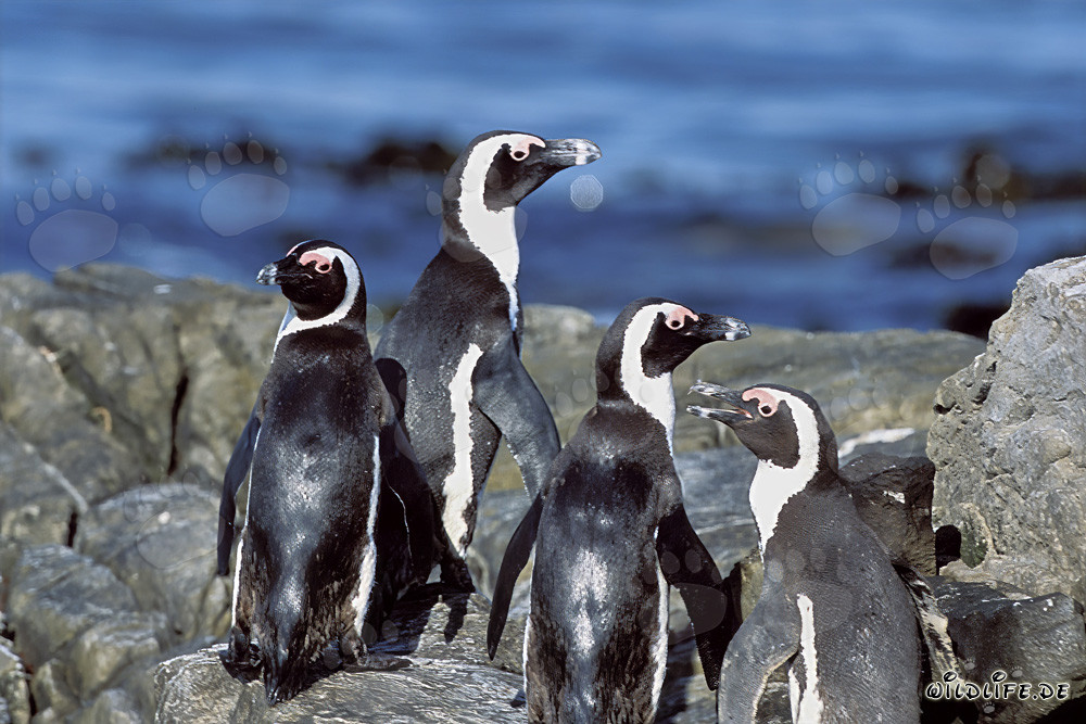 African Penguin Colony on Dyer Island in South Africa