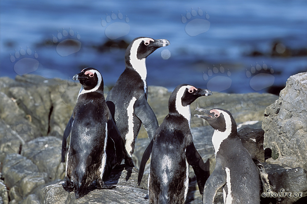Brillenpinguin Kolonie auf Dyer Island in Südafrika