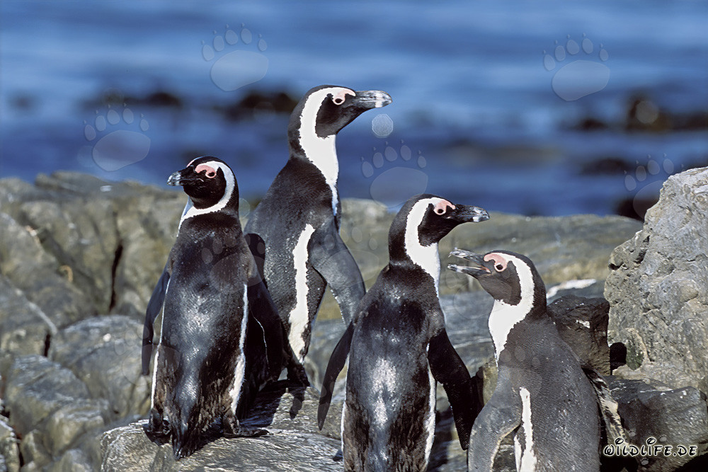 Colonia di pinguini del Capo sull'isola Dyer in Sudafrica