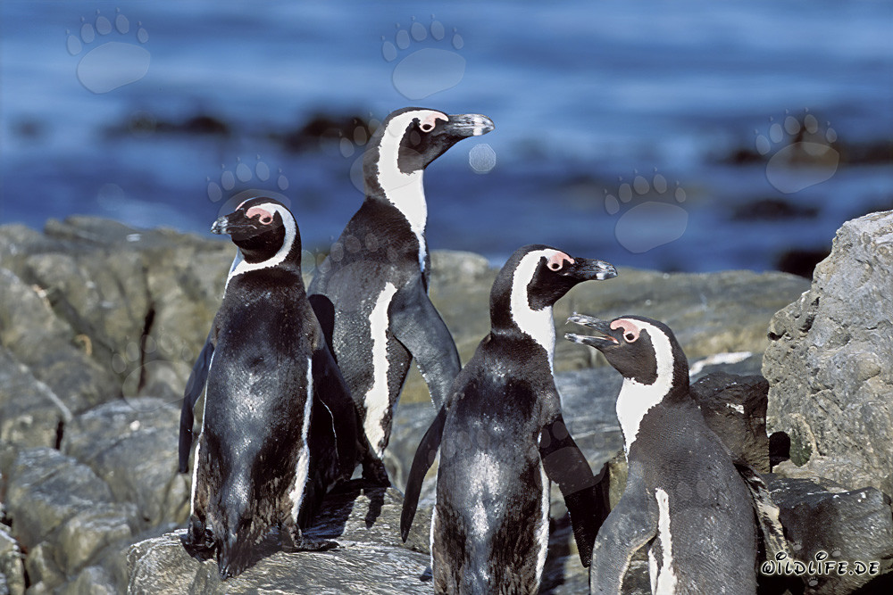 Colonia de pingüinos de El Cabo en la isla Dyer en Sudáfrica
