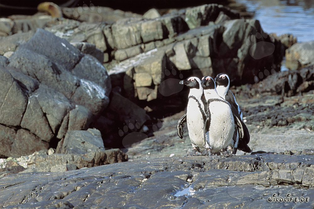 Brillenpinguine (Spheniscus demersus) auf Dyer Island