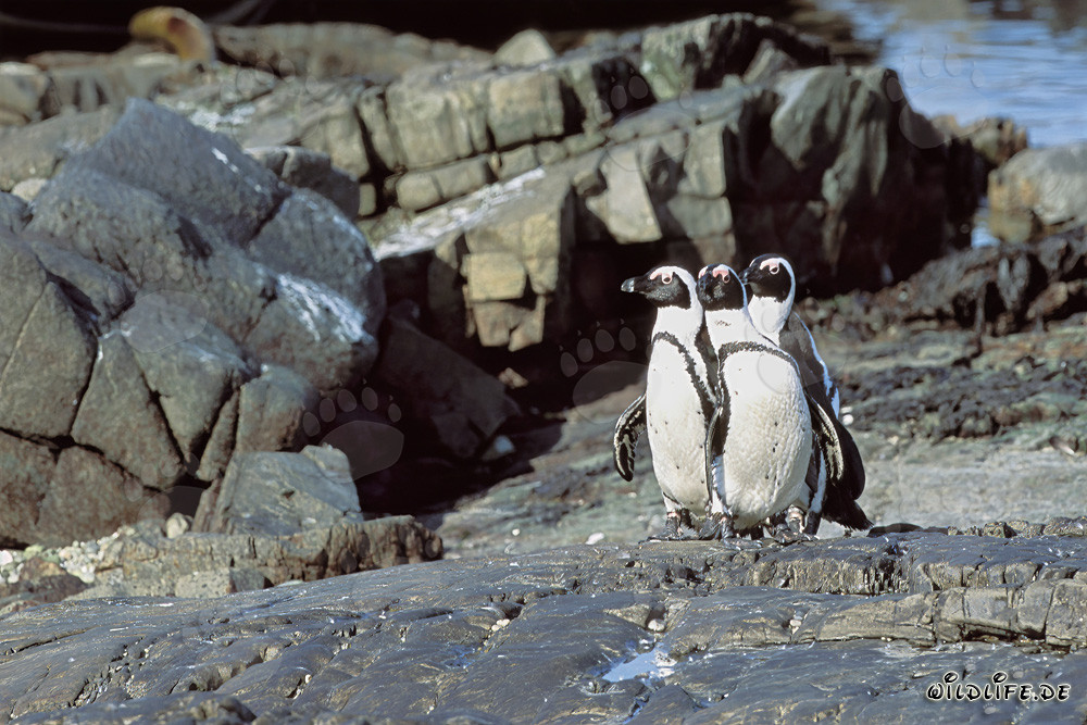 Pinguini dal becco a sella (Spheniscus demersus) sull'Isola di Dyer