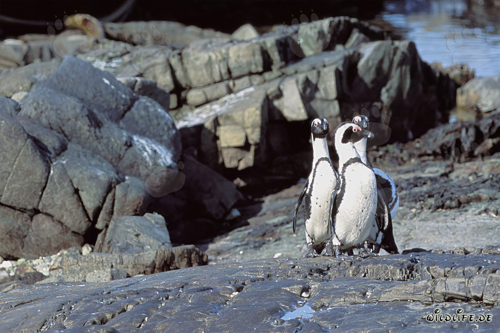 Manchots du Cap (Spheniscus demersus)