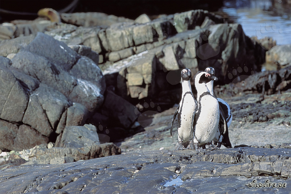 Pinguini del Capo (Spheniscus demersus)