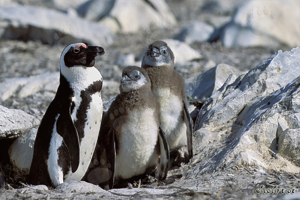 African Penguin Family on Dyer Island in South Africa
