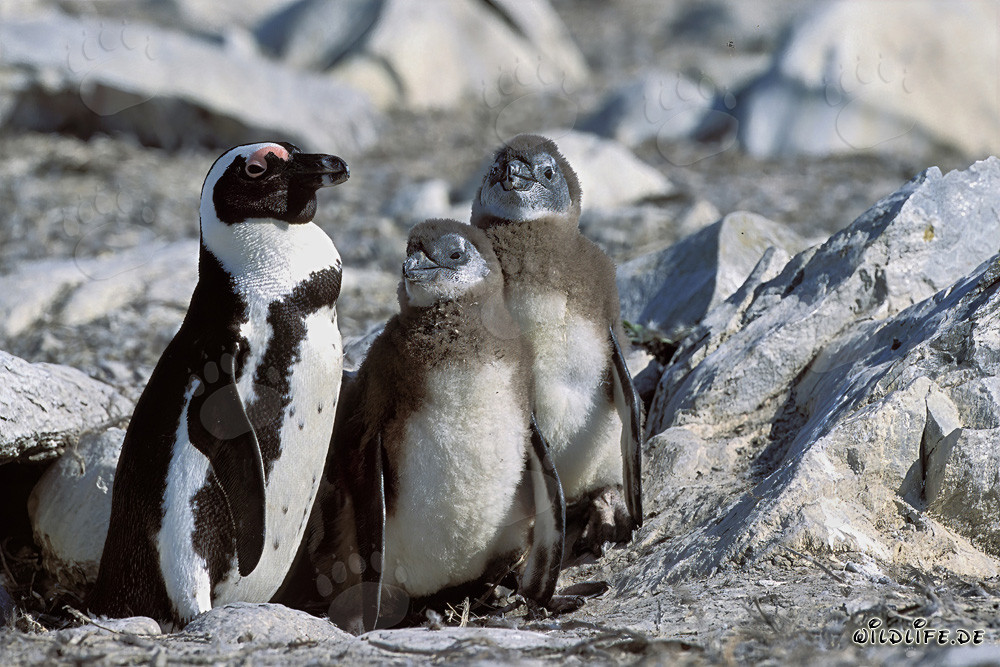 Familia de pingüinos de anteojos en la Isla Dyer en Sudáfrica