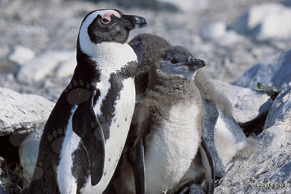 African Penguin family on Dyer Island, South Africa