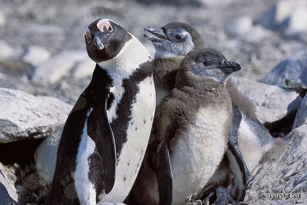 African Penguin family on Dyer Island, South Africa