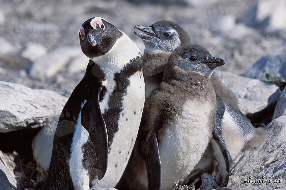 Brillenpinguinfamilie auf Dyer Island, Südafrika