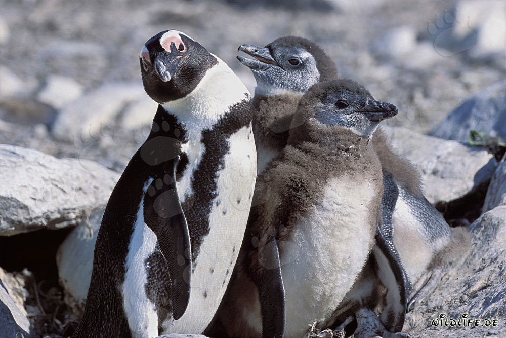 Famiglia di pinguini con occhiali sull'isola di Dyer, Sudafrica
