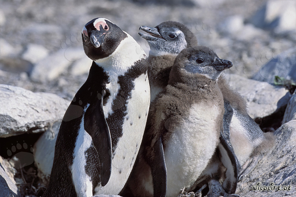 Familia de pingüinos de anteojos en la isla de Dyer, Sudáfrica