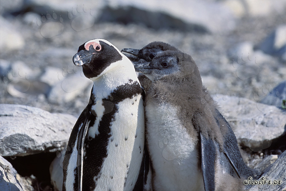 Familia de pingüinos de anteojos en la Isla Dyer, Sudáfrica