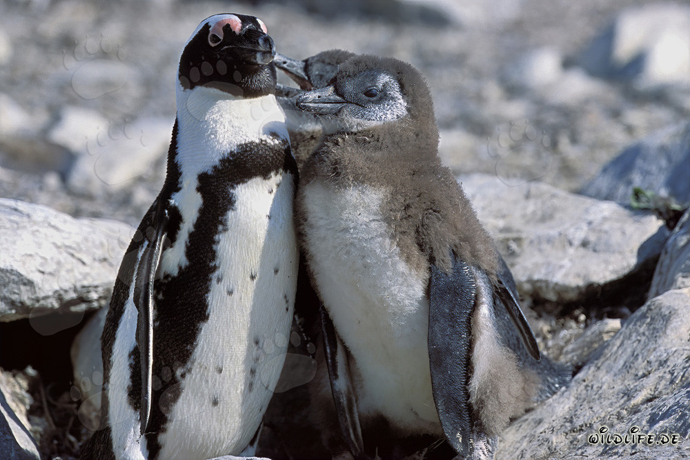 African Penguin with young penguins on Dyer Island in South Africa