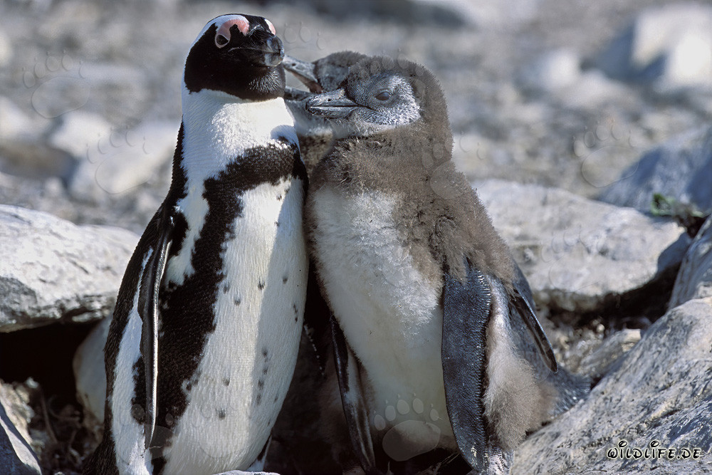 Pingouin à lunettes avec des petits sur l'île de Dyer en Afrique du Sud