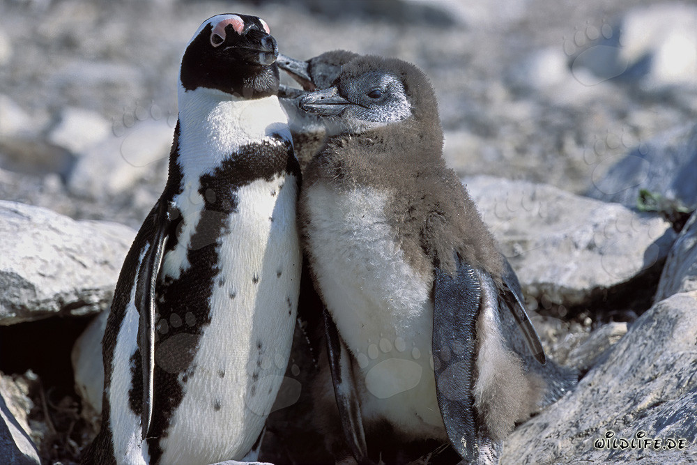 Pinguino dal becco arancio con cuccioli sull'Isola di Dyer in Sudafrica