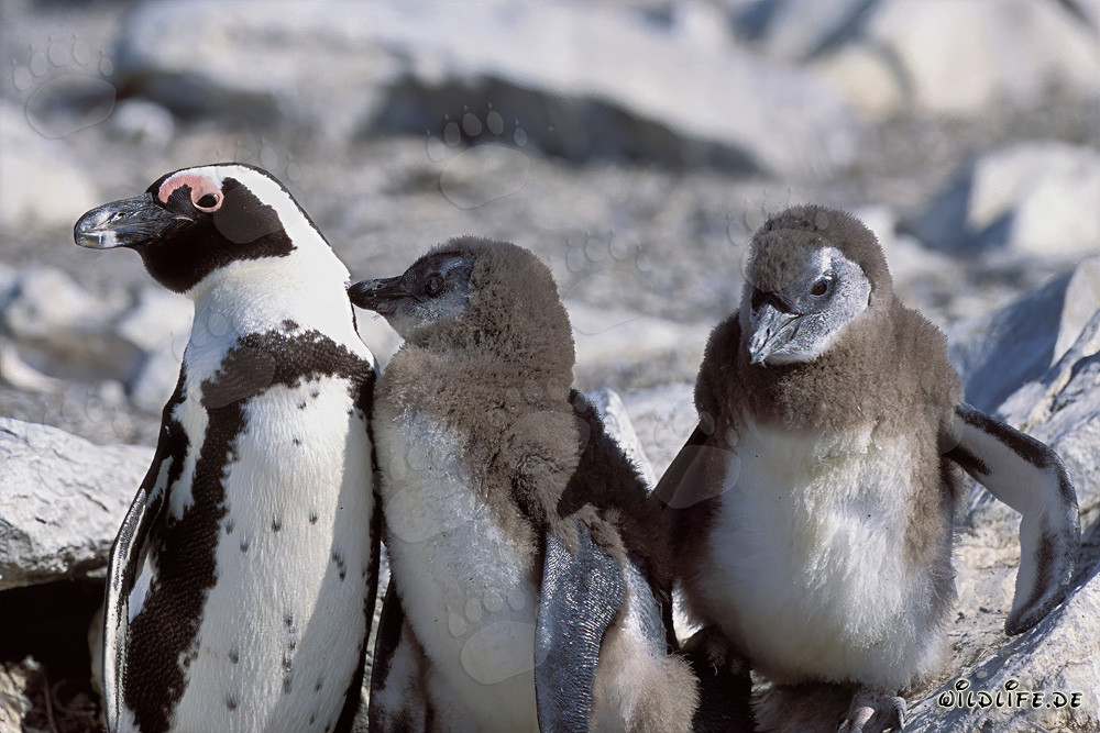 Brillenpinguinfamilie auf Dyer Island, Suedafrika