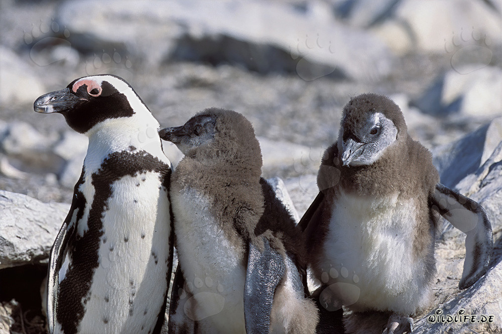 Famiglia di pinguini dal becco in vetri a Dyer Island, Sudafrica