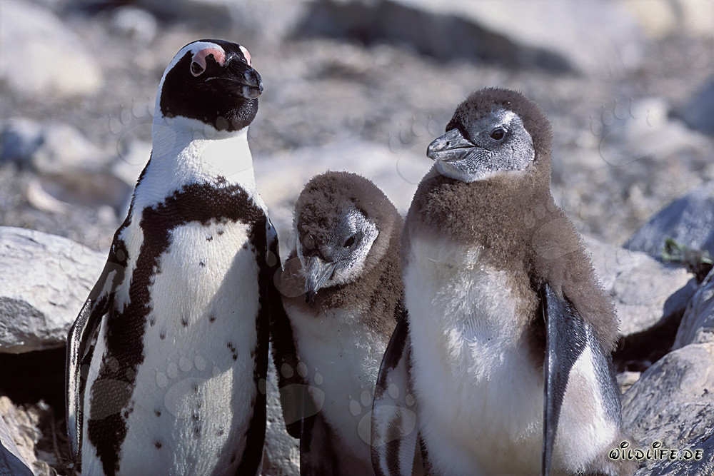 Adult and two juvenile African penguins