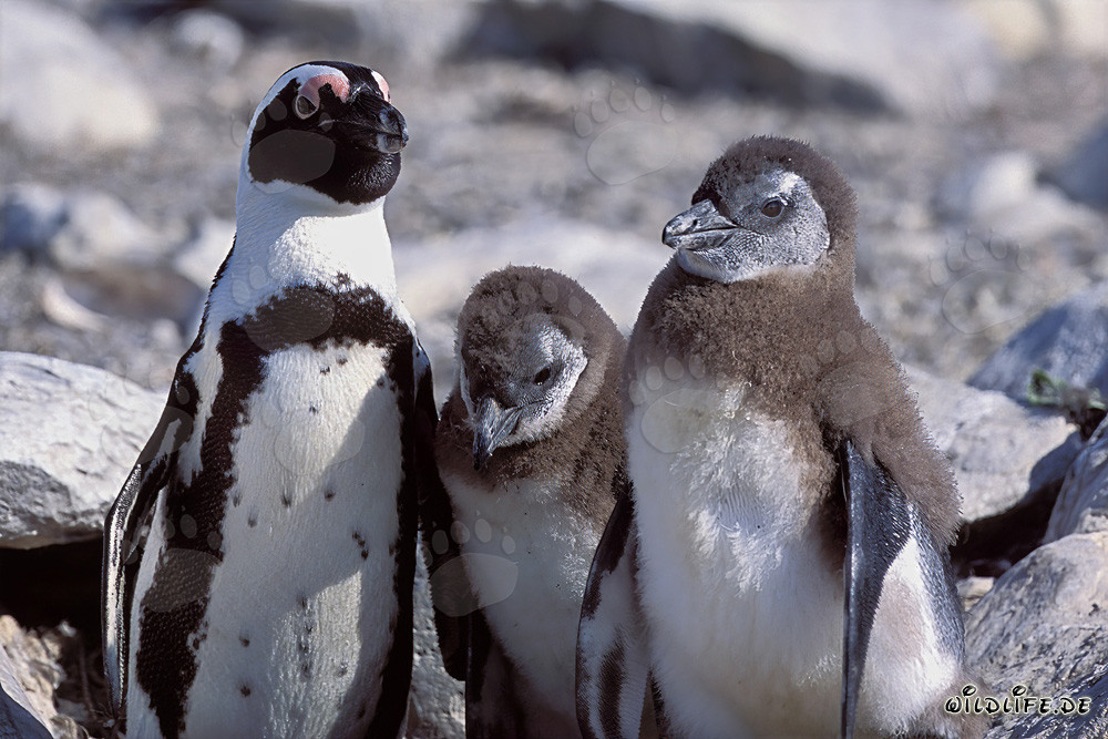 Erwachsener Brillenpinguin mit zwei Jungtieren
