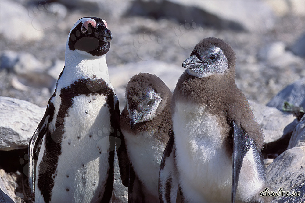 Pingouin à lunettes adulte avec deux petits