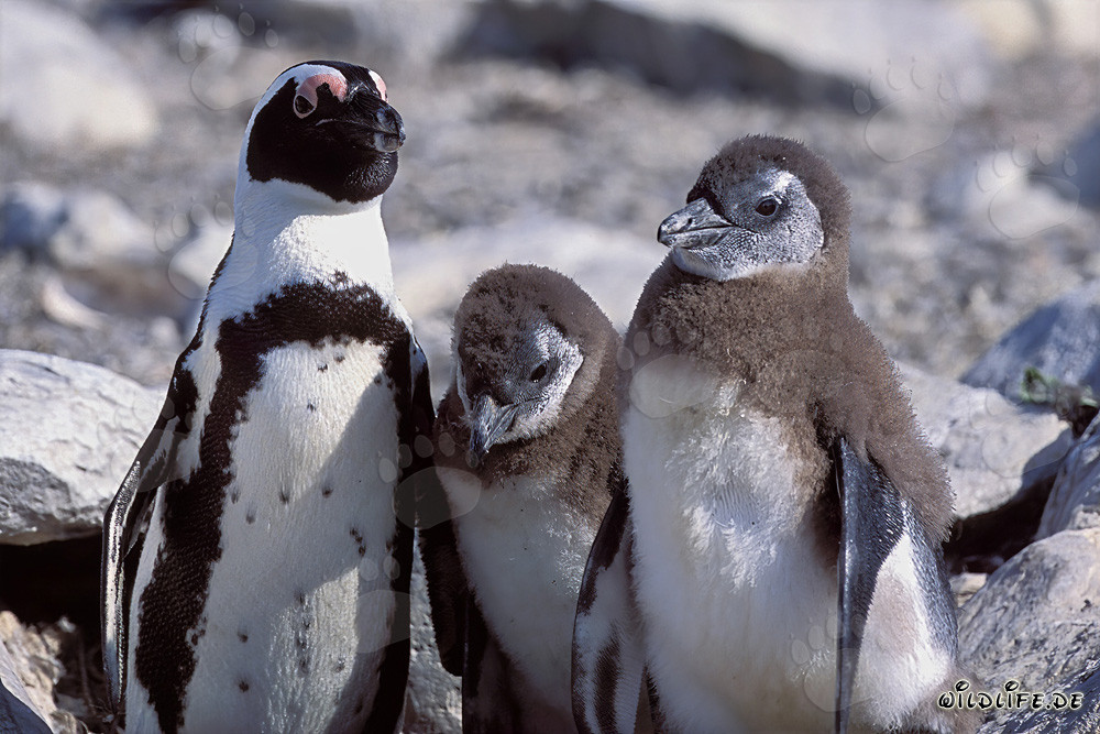 Pinguino dal becco a sella adulto con due piccoli