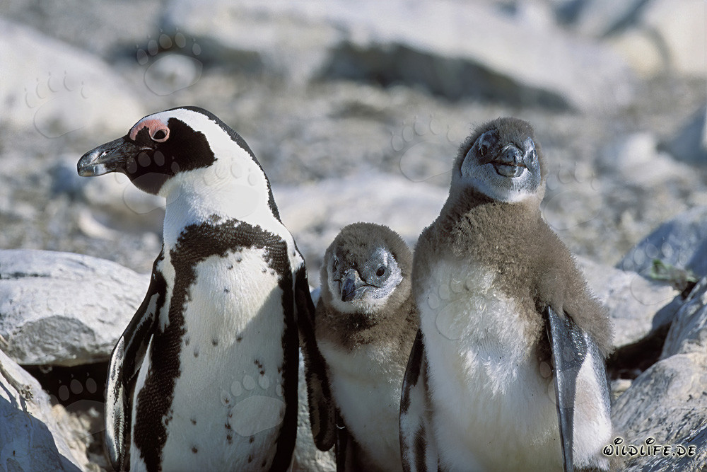 African Penguin Family on Dyer Island in South Africa