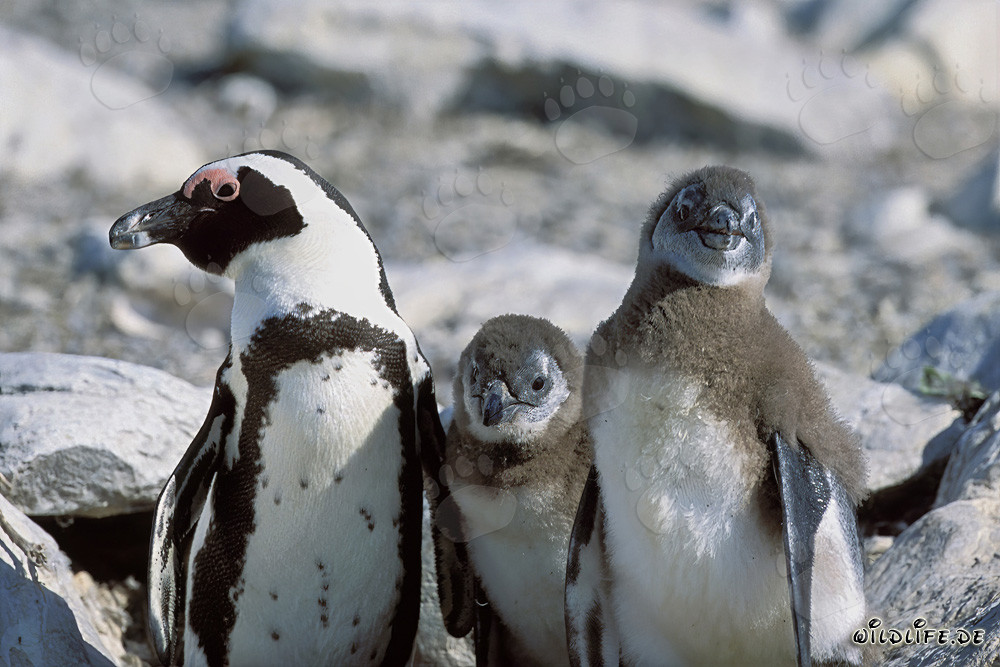 Famiglia di pinguini del Capo sull'isola Dyer in Sudafrica